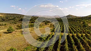 Beautiful mountain valley with vineyards, aerial view