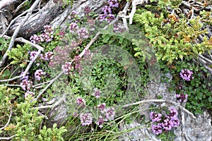 The beautiful mountain wild thyme growing from the rock