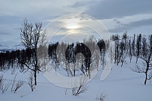 Beautiful mountain winter landscape in the arctic circle wilderness with small mountain birch trees and sunshine behind dense clou