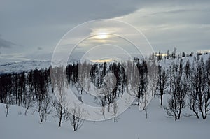 Beautiful mountain winter landscape in the arctic circle wilderness with small mountain birch trees and sunshine behind dense clou