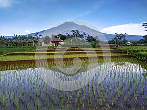 Beautiful mountains dotted with rice fields
