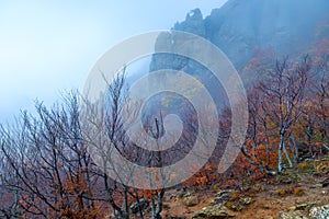 Beautiful mountains, view of bare trees and rocks, autumn landscape