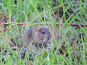 Hermoso ratón en campo buscando comida 