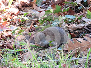 Beautiful mouse in the countryside looking for food photo