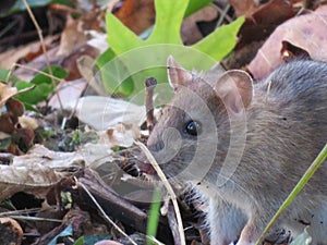 Beautiful mouse in the countryside looking for food photo