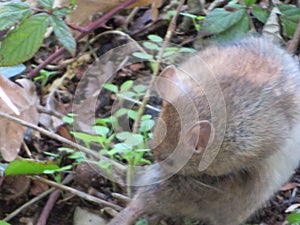 Beautiful mouse in the countryside looking for food photo