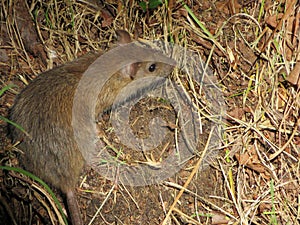 Beautiful mouse in the countryside looking for food photo