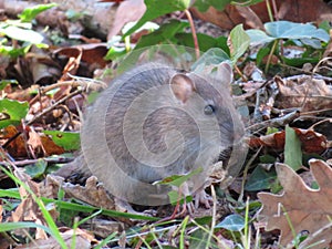 Beautiful mouse in the countryside looking for food photo