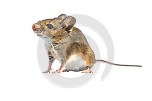 Beautiful mouse isolated on white background