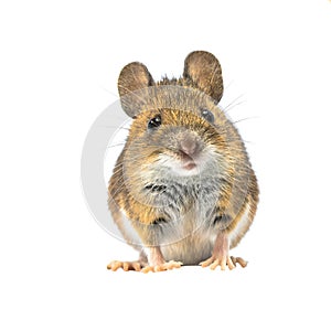 Beautiful mouse isolated on white background