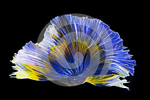 Beautiful movement of blue Betta fish, Rhythmic close up of Siamese fighting fish, Betta splendens, Halfmoon betta of Thailand, is