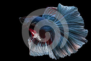 Beautiful movement of blue red betta fish, Siamese fighting fish, Betta splendens isolated on black background. Studio shot