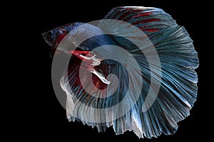 Beautiful movement of blue red betta fish, Siamese fighting fish, Betta splendens isolated on black background. Studio shot