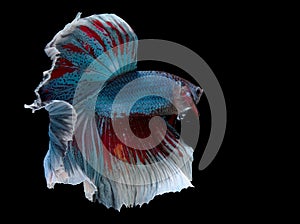 Beautiful movement of blue red betta fish, Siamese fighting fish, Betta splendens isolated on black background. Studio shot