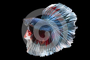 Beautiful movement of blue red betta fish, Siamese fighting fish, Betta splendens isolated on black background. Studio shot