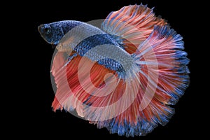 Beautiful movement of blue red Betta fish, Siamese fighting fish, Betta splendens of Thailand isolated on black background