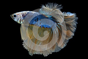 Beautiful movement of blue red Betta fish, Siamese fighting fish, Betta splendens of Thailand isolated on black background