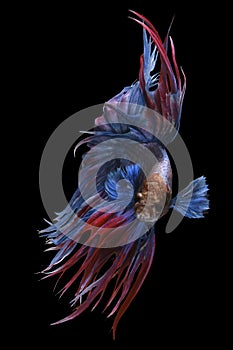 Beautiful movement of blue red Crowntail betta fish, Fancy Halfmoon Betta, The moving moment beautiful of Siamese Fighting fish,