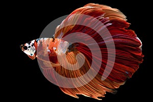 Beautiful movement of colorful Siamese fighting fish, Close-up of blue red Betta fish. Betta splendens