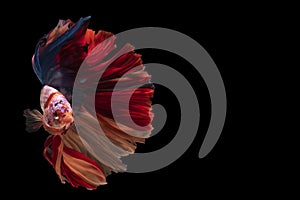 Beautiful movement of red blue betta fish, Siamese fighting fish, Betta splendens isolated on black background. Studio shot