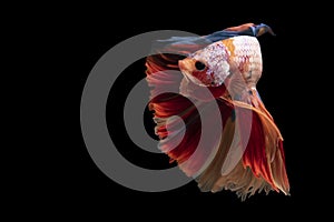 Beautiful movement of red blue betta fish, Siamese fighting fish, Betta splendens isolated on black background. Studio shot