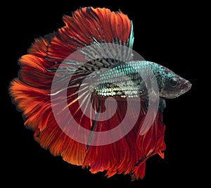 Beautiful movement of red blue Betta fish, Siamese fighting fish, Betta splendens of Thailand, isolated on black background