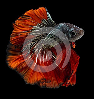 Beautiful movement of red blue Betta fish, Siamese fighting fish, Betta splendens of Thailand, isolated on black background