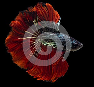 Beautiful movement of red blue Betta fish, Siamese fighting fish, Betta splendens of Thailand, isolated on black background