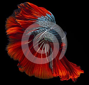 Beautiful movement of red blue Betta fish, Siamese fighting fish tail, Betta splendens of Thailand, isolated on black background