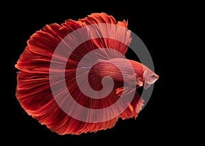 Beautiful movement of Siamese fighting fish, Close-up of red Betta fish. Betta splendens isolated on black background, Studio shot