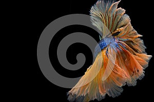 Beautiful movement of Yellow betta fish tail, Siamese fighting fish, Betta splendens isolated on black background