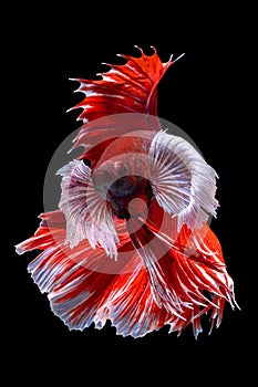 Beautiful moving moment of red white Half Moon elephant ear. Betta Splendens or Siamese Fighting Fish isolated on black