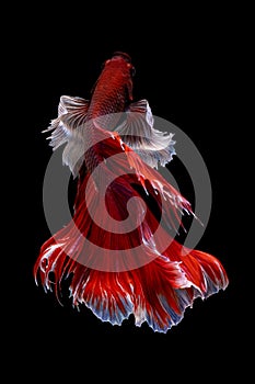 Beautiful moving moment of red white Half Moon elephant ear. Betta Splendens or Siamese Fighting Fish isolated on black