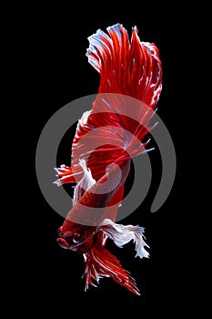 Beautiful moving moment of red white Half Moon elephant ear. Betta Splendens or Siamese Fighting Fish isolated on black