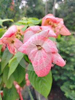 Beautiful mowcandha bloom on a tob plant