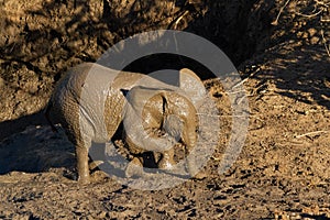 Beautiful muddy baby elephant playing around on a field