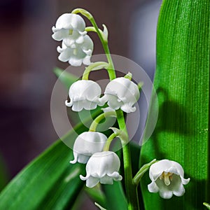 Beautiful muguet on the sun