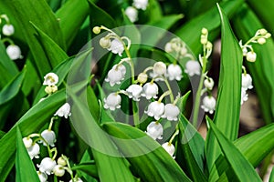 Beautiful muguet on the sun