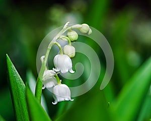 Beautiful muguet on the sun