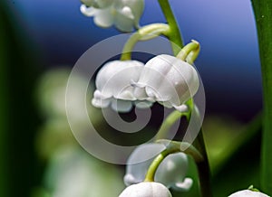 Beautiful muguet on the sun