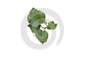 Beautiful mulberry leaf on white background