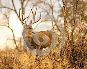 Beautiful Mule Deer Buck pauses while traveling through woods in fall