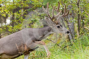 Beautiful mule deer buck with velvet antler