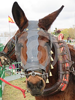 Beautiful mule ready for work by pulling the cart