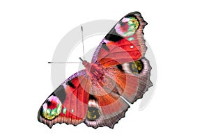 Beautiful multi-colored butterfly with open wings. Butterfly is isolated on white background top view, no shadow