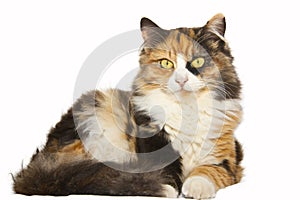 A Beautiful Multi-colored Calico Cat photo