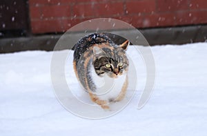 A beautiful multi colored cat is walking on garden covered snow. She has very tough expresion. Snowflakes falling down