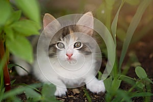 A beautiful multi-colored little kitten lies in the grass in the backyard. Copyspace