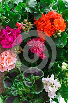 A beautiful multi-colored pelargonium in flower pots.