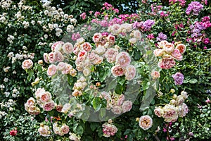 Beautiful multi-colored rose garden in summer.